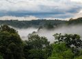 Coopération : La Banque mondiale alloue 19,47 millions USD pour la protection des forêts dans le Maï-Ndombe ( Document)