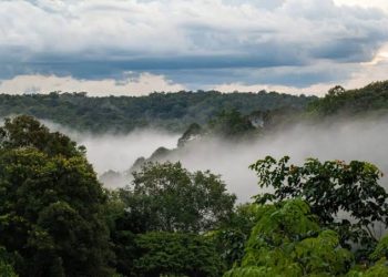 Coopération : La Banque mondiale alloue 19,47 millions USD pour la protection des forêts dans le Maï-Ndombe ( Document)