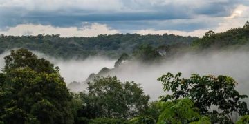Coopération : La Banque mondiale alloue 19,47 millions USD pour la protection des forêts dans le Maï-Ndombe ( Document)