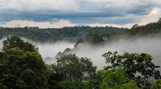 Coopération : La Banque mondiale alloue 19,47 millions USD pour la protection des forêts dans le Maï-Ndombe ( Document)