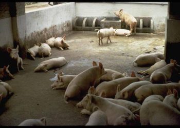 Hausse des prix des jarrets de porcs à Kinshasa : Un carton de 20 kilogrammes, passe de 93.000 Fc à 100.000 FC, soit 35 dollars américains