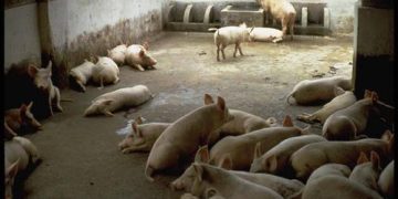 Hausse des prix des jarrets de porcs à Kinshasa : Un carton de 20 kilogrammes, passe de 93.000 Fc à 100.000 FC, soit 35 dollars américains