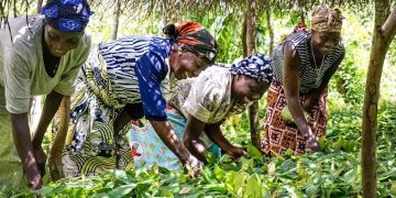 RDC : les provinces appelées à réserver 10 hectares pour promouvoir la culture du cacao, du café et du palmier (ministère de l’agriculture)