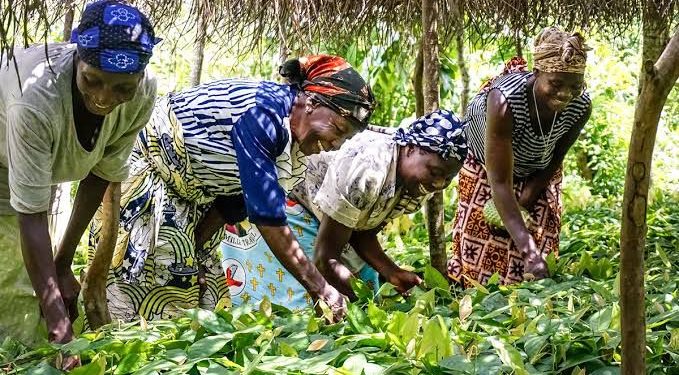 RDC : les provinces appelées à réserver 10 hectares pour promouvoir la culture du cacao, du café et du palmier (ministère de l’agriculture)