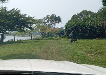 RDC : Le gouvernement relance les activités du Jardin botanique d’Eala à Mbandaka, après 72 ans de ralentissement