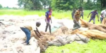 Haut-Katanga : Incineration de plus de 400 filets de peche saisis sur la riviere Luapula et le lac Moero à Kasenga
