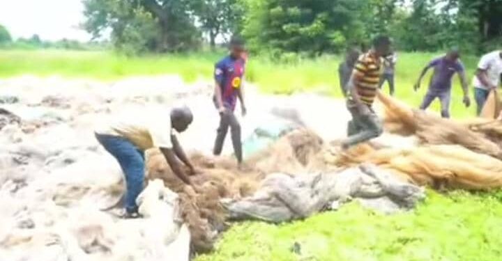 Haut-Katanga : Incineration de plus de 400 filets de peche saisis sur la riviere Luapula et le lac Moero à Kasenga
