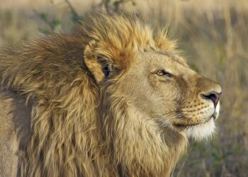 Tanganyika : Un lion sème la panique dans la cité de Nyunzu, plusieurs bétails dévorés