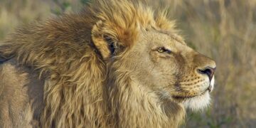 Tanganyika : Un lion sème la panique dans la cité de Nyunzu, plusieurs bétails dévorés