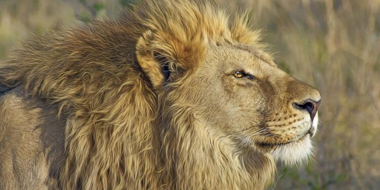 Tanganyika : Un lion sème la panique dans la cité de Nyunzu, plusieurs bétails dévorés