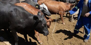 Fièvre aphteuse : Le gouvernement suspend tous les permis d’importation de bovins et d’ongulés domestiques en provenance d’Afrique du Sud (Document)