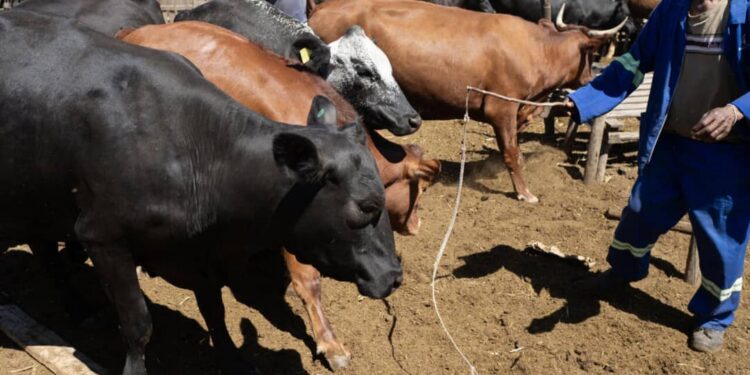 Fièvre aphteuse : Le gouvernement suspend tous les permis d’importation de bovins et d’ongulés domestiques en provenance d’Afrique du Sud (Document)