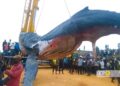 Inhumation de la baleine échouée à Moanda : le ministère de l’environnement déplore le manque d’expertise scientifique marine