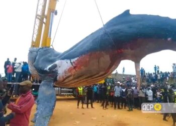 Inhumation de la baleine échouée à Moanda : le ministère de l’environnement déplore le manque d’expertise scientifique marine