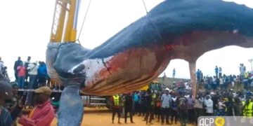 Inhumation de la baleine échouée à Moanda : le ministère de l’environnement déplore le manque d’expertise scientifique marine