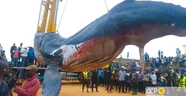 Inhumation de la baleine échouée à Moanda : le ministère de l’environnement déplore le manque d’expertise scientifique marine