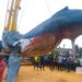 Inhumation de la baleine échouée à Moanda : le ministère de l’environnement déplore le manque d’expertise scientifique marine