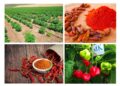 Diversification de l’économie : la RDC signe un contrat d’exportation de 180 000 tonnes de piment et 50 000 tonnes de cacao vers la Chine