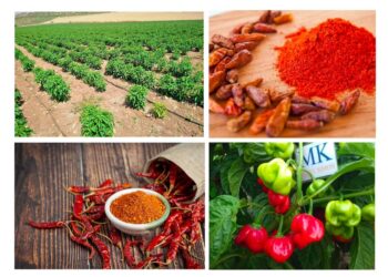 Diversification de l’économie : la RDC signe un contrat d’exportation de 180 000 tonnes de piment et 50 000 tonnes de cacao vers la Chine