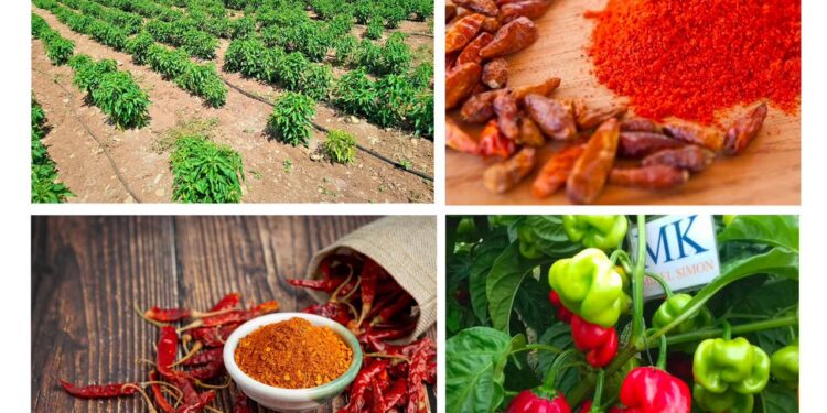 Diversification de l’économie : la RDC signe un contrat d’exportation de 180 000 tonnes de piment et 50 000 tonnes de cacao vers la Chine