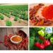 Diversification de l’économie : la RDC signe un contrat d’exportation de 180 000 tonnes de piment et 50 000 tonnes de cacao vers la Chine