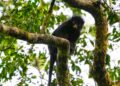RDC: Une nouvelle espèce de singe decouverte dans le Parc national de la Lomami baptisée le Likweli