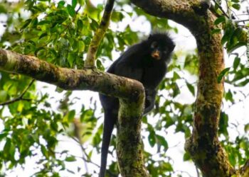 RDC: Une nouvelle espèce de singe decouverte dans le Parc national de la Lomami baptisée le Likweli
