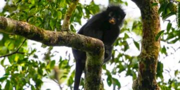 RDC: Une nouvelle espèce de singe decouverte dans le Parc national de la Lomami baptisée le Likweli