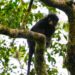 RDC: Une nouvelle espèce de singe decouverte dans le Parc national de la Lomami baptisée le Likweli