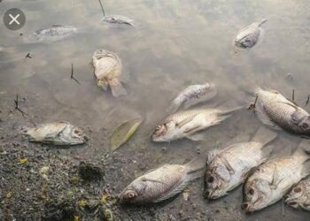 Haut-Katanga : plusieurs poissons retrouvés morts dans la rivière Lubumbashi à Mampala