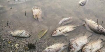Haut-Katanga : plusieurs poissons retrouvés morts dans la rivière Lubumbashi à Mampala