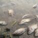 Haut-Katanga : plusieurs poissons retrouvés morts dans la rivière Lubumbashi à Mampala